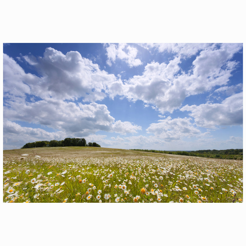 Summer Gog Magogs