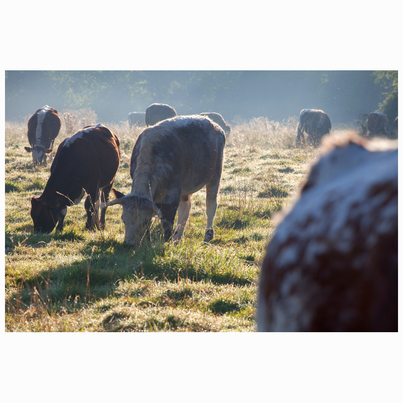 Stourbridge cattle
