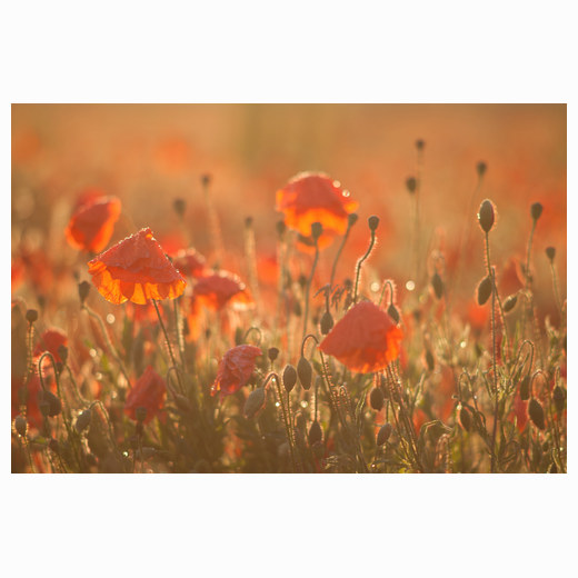 Sawston poppies