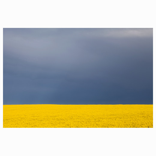 Blue & Yellow - Stapleford