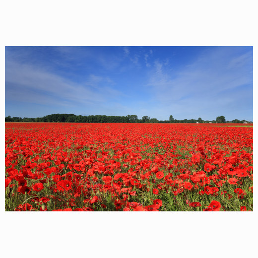 Foxton poppies