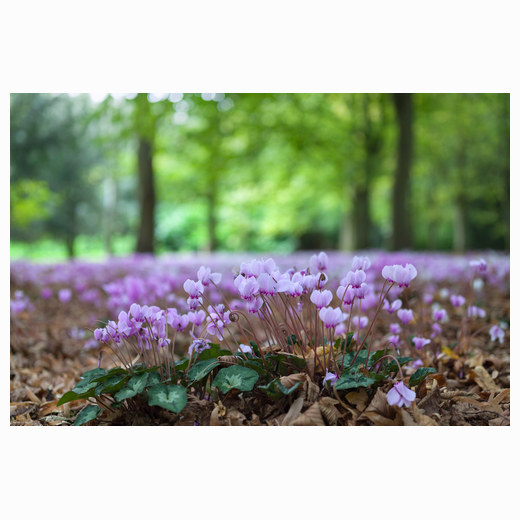 Anglesey Abbey Cyclamen