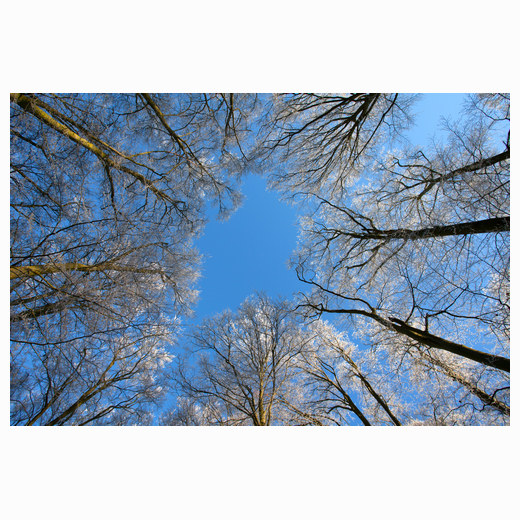 Sugar coated Beechwoods