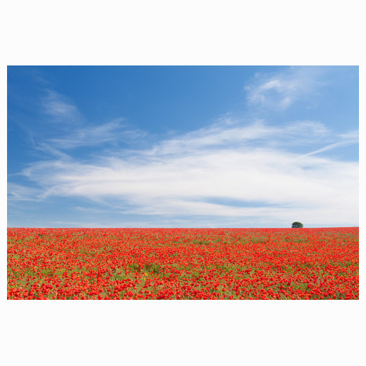 Harston poppies