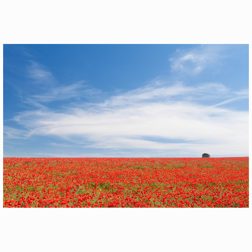 Harston poppies