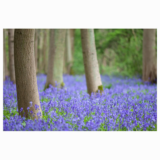 Waresley Woods bluebells