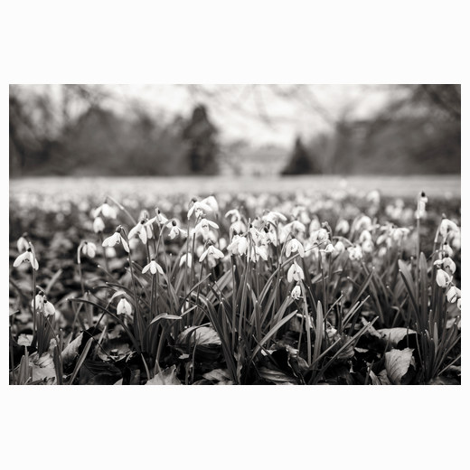 Snowdrops Anglesey Abbey