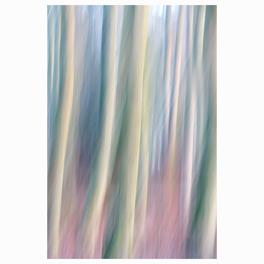Dreamy trees