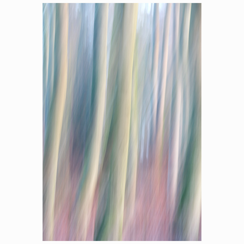 Dreamy trees