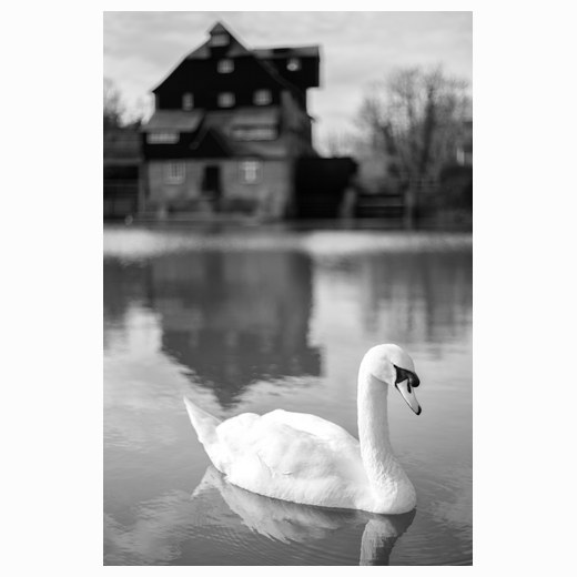 Houghton swan