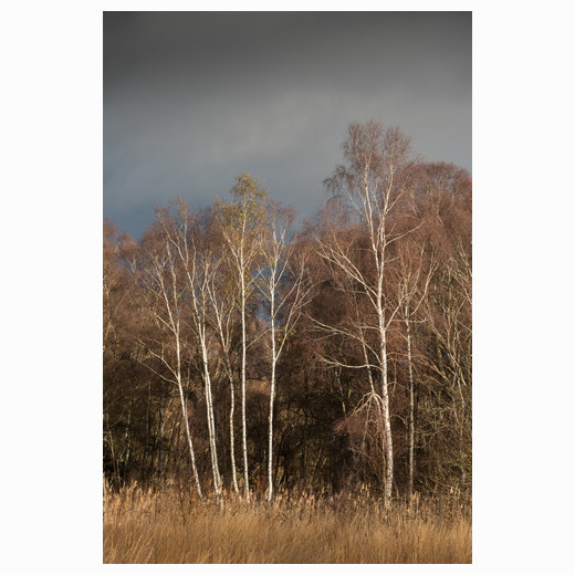 Holme fen
