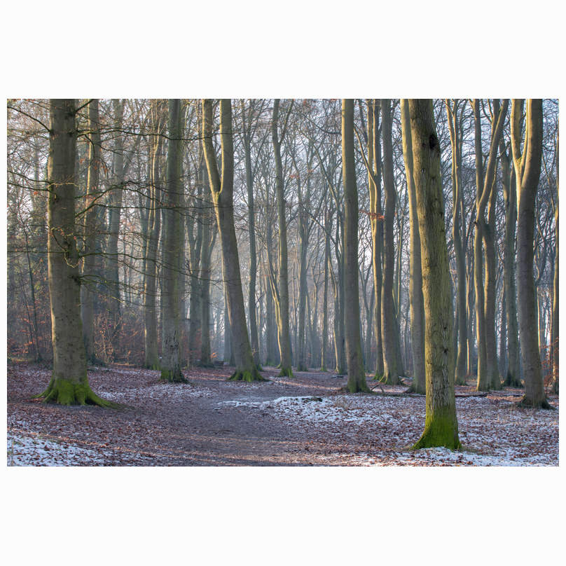 Beechwoods in winter
