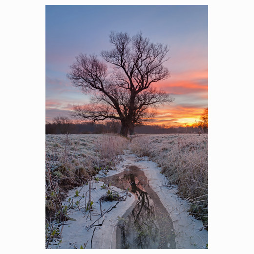 Winter tree Grantchester