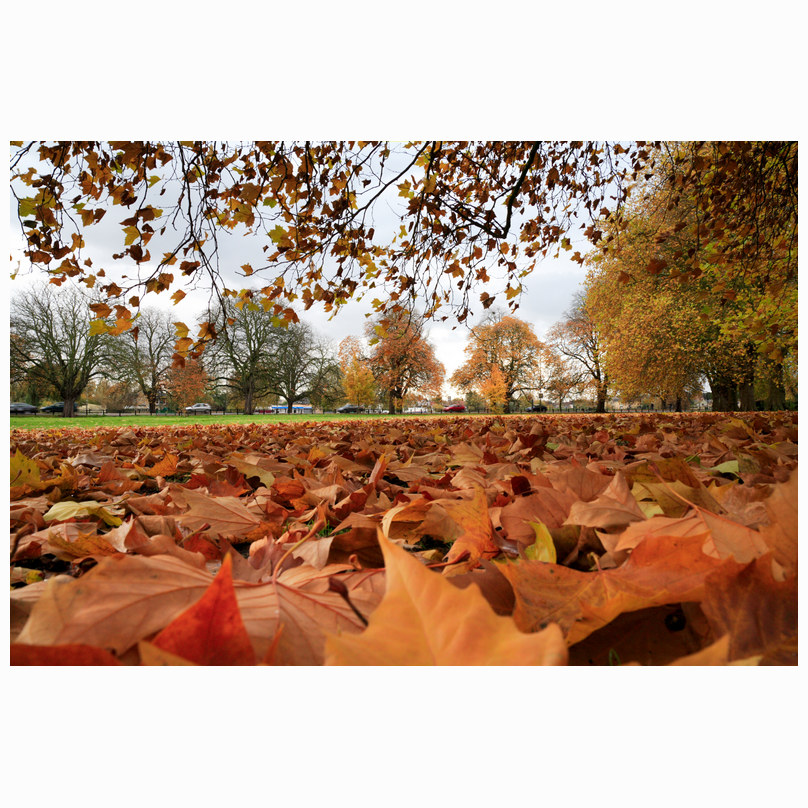 Fallen leaves