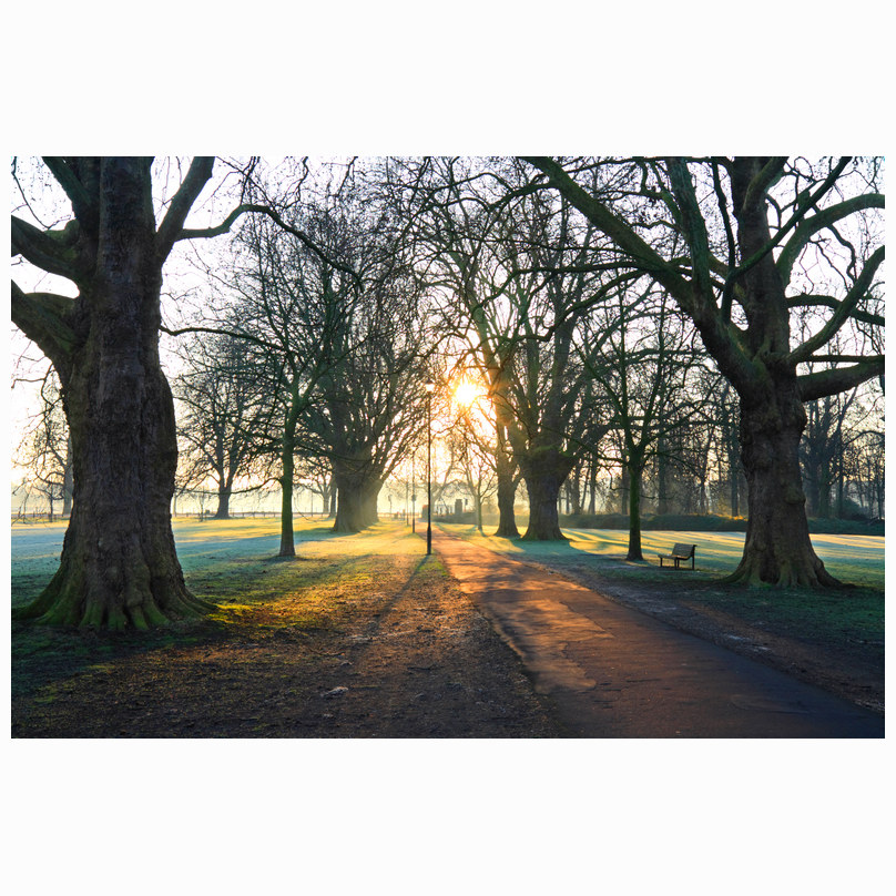 Early morning Midsummer Avenue