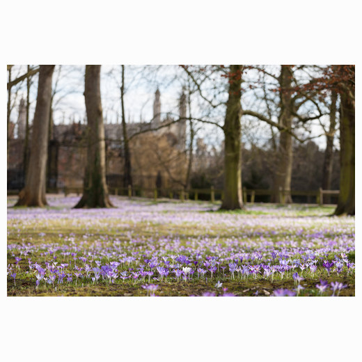 Crocuses and Kings