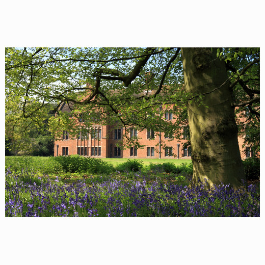 Girton Bluebells