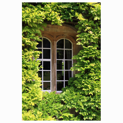 Green window