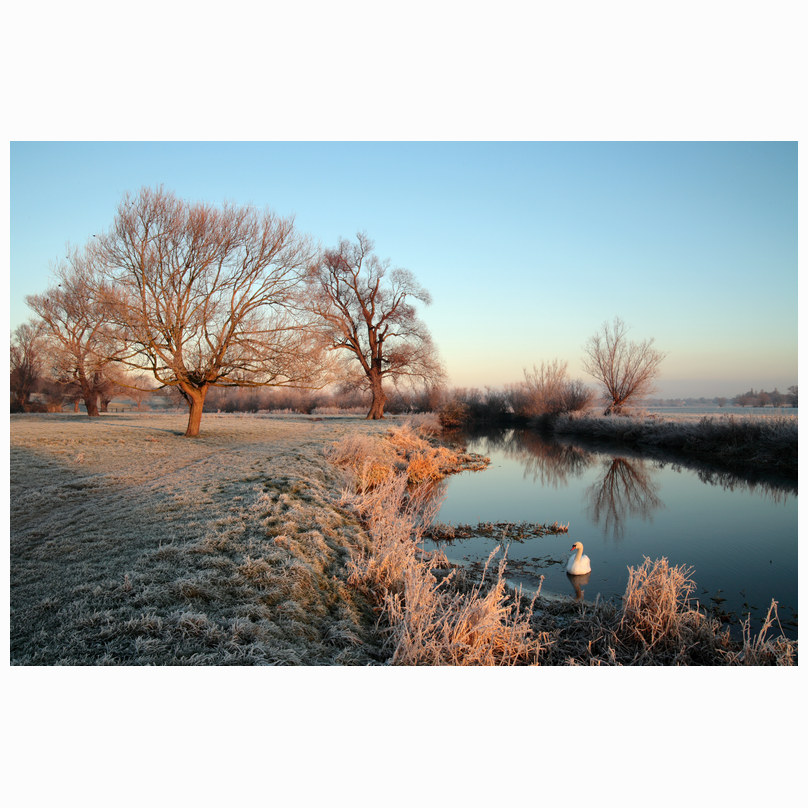 Lone Swan Grantchester
