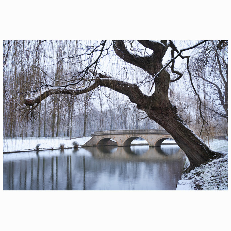 Trinity - winter willow