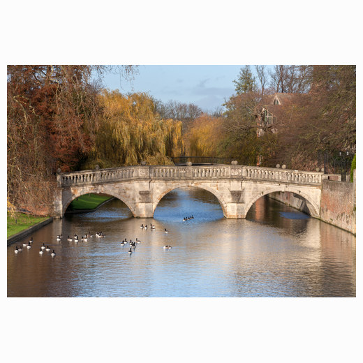 Geese on the Cam
