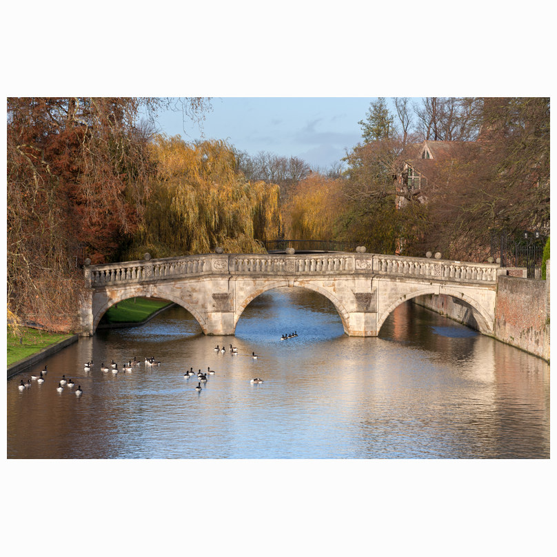 Geese on the Cam
